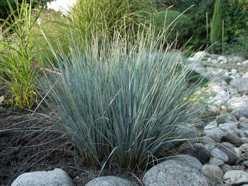 ANDROPOGON scoparius Aldous - андропогон (3056)